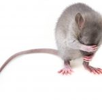 Les rats et l'expérimentation animale en laboratoire