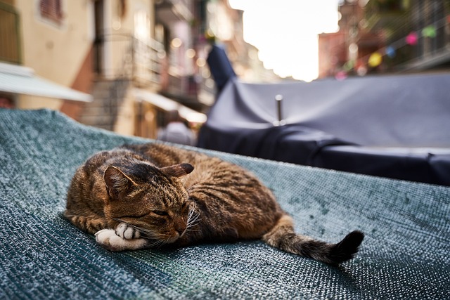 Comment gérer efficacement les problèmes de comportement chez les chats