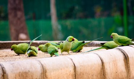 Les oiseaux de compagnie