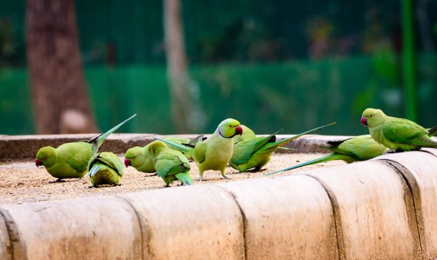 Les oiseaux de compagnie faciles à élever : un guide complet