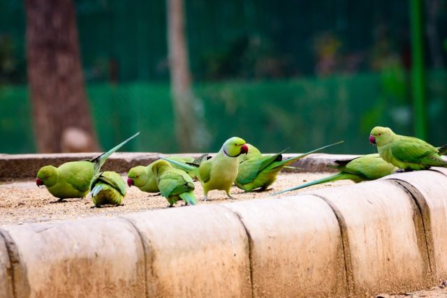 Les oiseaux de compagnie