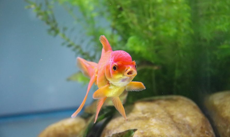 Les secrets pour créer un aquarium parfait chez vous