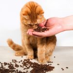 Quelle est l'alimentation idéale pour un chat en bonne santé ?