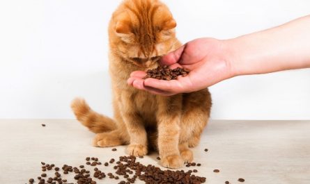 Quelle est l'alimentation idéale pour un chat en bonne santé ?