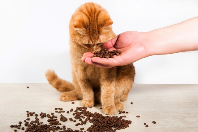 Quelle est l'alimentation idéale pour un chat en bonne santé ?