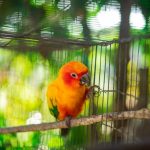 Soin d'un oiseau en cage