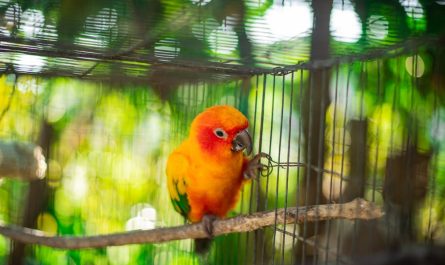 Soin d'un oiseau en cage