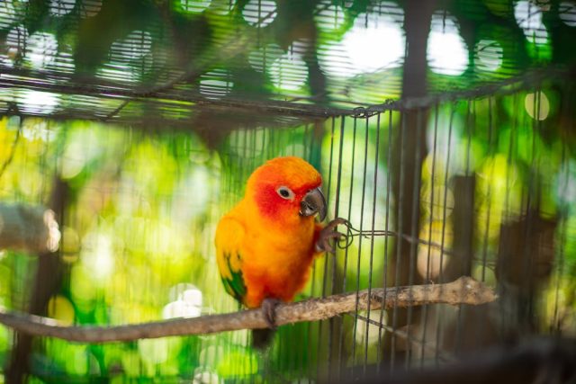 Soin d'un oiseau en cage