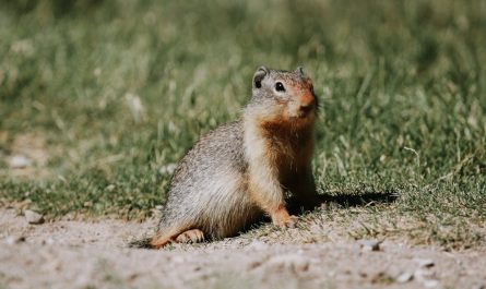 Les animaux mignons