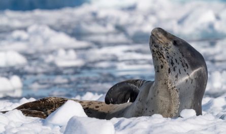 Les animaux sauvages