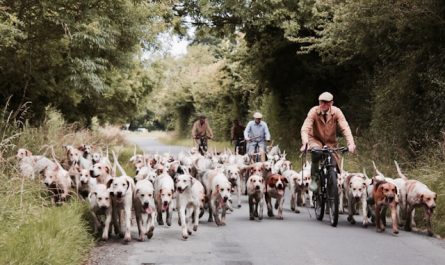 Élevage de plusieurs chiens